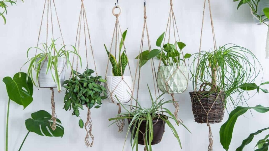 hanging-plants