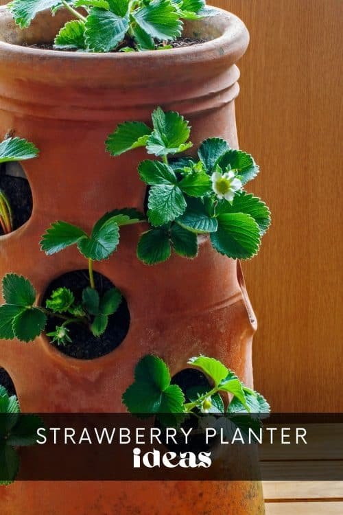 strawberry-planter-ideas